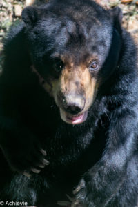 Borneo, Malaysia - The Bornean Sun Bear Conservation Centre