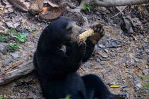 Borneo, Malaysia - The Bornean Sun Bear Conservation Centre