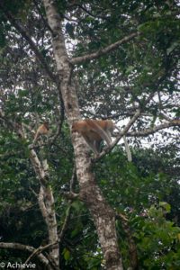 Borneo, Malaysia - Bilit village - Kinabatangan river - River cruise