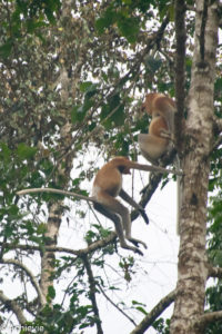 Borneo, Malaysia - Bilit village - Kinabatangan river - River cruise