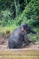 Borneo_Bilit_River-0003