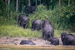 Borneo_Bilit_River-0004