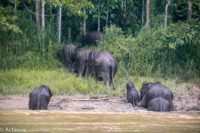 Borneo_Bilit_River-0005