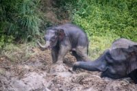 Borneo_Bilit_River-0007