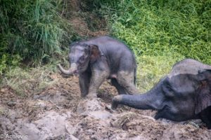 Borneo_Bilit_River-0007