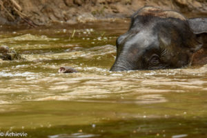 Borneo_Bilit_River-0008