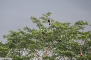 Borneo, Malaysia - Bilit village - Kinabatangan river - River cruise