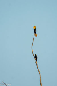 Borneo, Malaysia - Bilit village - Kinabatangan river - River cruise