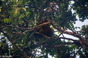 Borneo_Bilit_River-0018