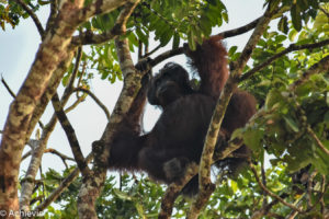 Borneo_Bilit_River-0019