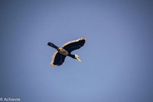 Borneo, Malaysia - Bilit village - Kinabatangan river - River cruise