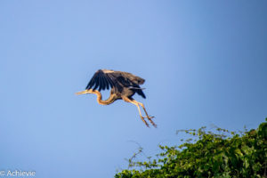 Borneo, Malaysia - Bilit village - Kinabatangan river - River cruise