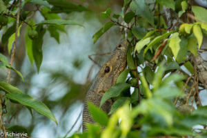 Borneo, Malaysia - Bilit village - Kinabatangan river - River cruise