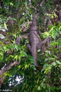 Borneo, Malaysia - Bilit village - Kinabatangan river - River cruise