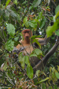 Borneo, Malaysia - Bilit village - Kinabatangan river - River cruise