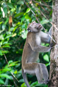 Borneo, Malaysia - Bilit village - Kinabatangan river - River cruise