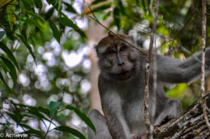 Borneo, Malaysia - Bilit village - Kinabatangan river - River cruise