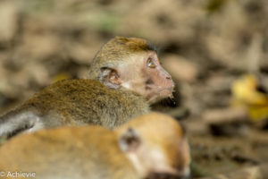 Borneo, Malaysia - Bilit village - Kinabatangan river - River cruise