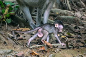 Borneo, Malaysia - Bilit village - Kinabatangan river - River cruise