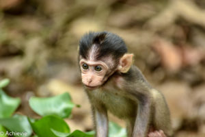 Borneo, Malaysia - Bilit village - Kinabatangan river - River cruise