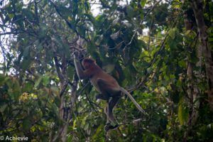 Borneo, Malaysia - Bilit village - Kinabatangan river - River cruise