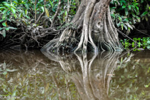 Borneo_Bilit_River-0034