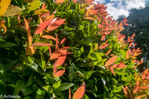 Borneo_Deramakot_chalet-0002