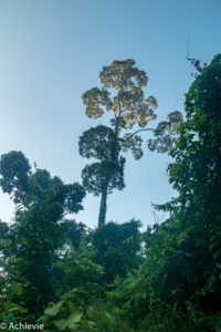 Borneo_Deramakot_landscape-0010