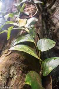 Borneo_Deramakot_landscape-0014