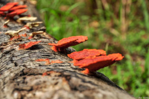 Borneo_Deramakot_landscape-0018