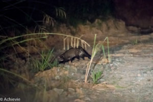 Borneo, Malaysia - Deramakot Forest Reserve - Night tour - Malay civet