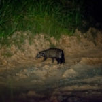 Borneo_Deramakot_night-0003