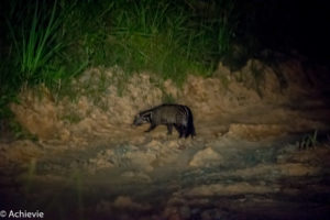 Borneo, Malaysia - Deramakot Forest Reserve - Night tour - Malay civet