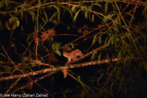 Borneo_Deramakot_night-0004