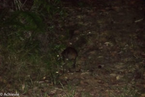 Borneo, Malaysia - Deramakot Forest Reserve - Night tour - Malay civet