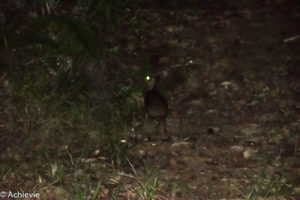 Borneo, Malaysia - Deramakot Forest Reserve - Night tour - Malay civet