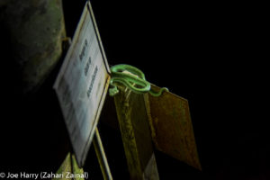 Borneo, Malaysia - Deramakot Forest Reserve - Night tour - Malay civet