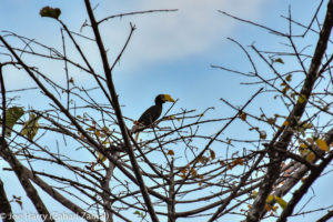 Borneo, Malaysia - Deramakot Forest Reserve - Wildlife - Wrinkled hornbill