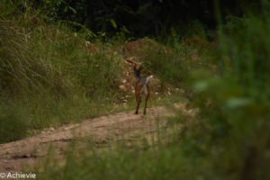 orneo, Malaysia - Deramakot Forest Reserve - Wildlife - Deer