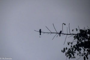 Borneo_Deramakot_wildlife-0006