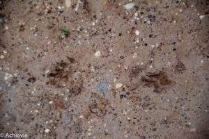 Borneo, Malaysia - Deramakot Forest Reserve - Wildlife - Sun bear foot prints