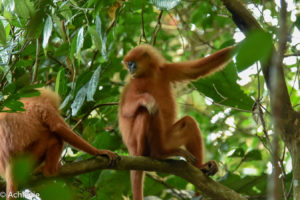 Borneo, Malaysia - Danum Valley Conservation Area - Sabah - Red leaf monkey