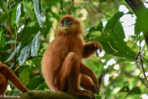 Borneo, Malaysia - Danum Valley Conservation Area - Sabah - Red leaf monkey