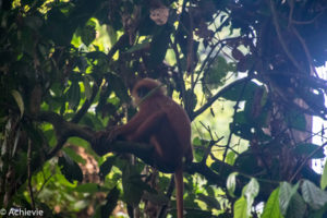 Borneo, Malaysia - Danum Valley Conservation Area - Sabah - Red leaf monkey