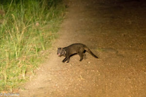 Borneo, Malaysia - Danum Valley Conservation Area - Sabah - Malay civet