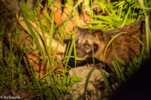 Borneo, Malaysia - Danum Valley Conservation Area - Sabah - Palm civet