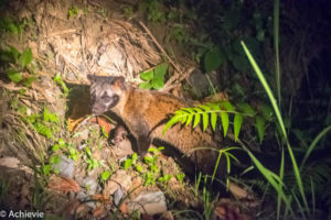 Borneo, Malaysia - Danum Valley Conservation Area - Sabah - Palm civet