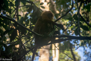 Borneo, Malaysia - Danum Valley Conservation Area - Sabah - Gibbon