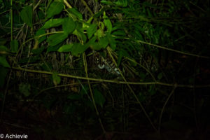 Borneo, Malaysia - Danum Valley Conservation Area - Sabah - Malay civet