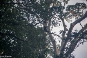 Borneo, Malaysia - Danum Valley Conservation Area - Sabah - Gibbon